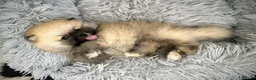 Pomeranian dogs for sale: Teddy bear Pomeranian  - Advert 7