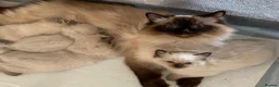 Ragdoll cats for sale: 🏆 GCCF CHAMP PEDIGREE RAGDOLL KITTENS  - Advert 12