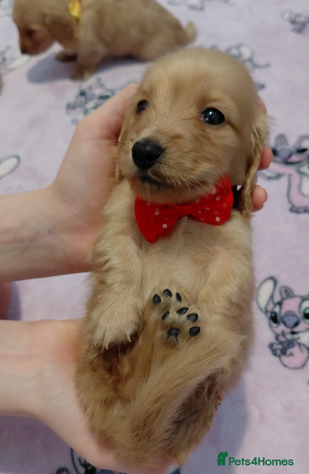 Miniature Dachshund dogs for sale: KC Reg. Longhaired Full Cream Mini Dachshunds 💛🐾 - Advert 19