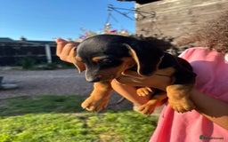 Dachshund dogs for sale: Gorgeous little Dachshund pups - Image 11