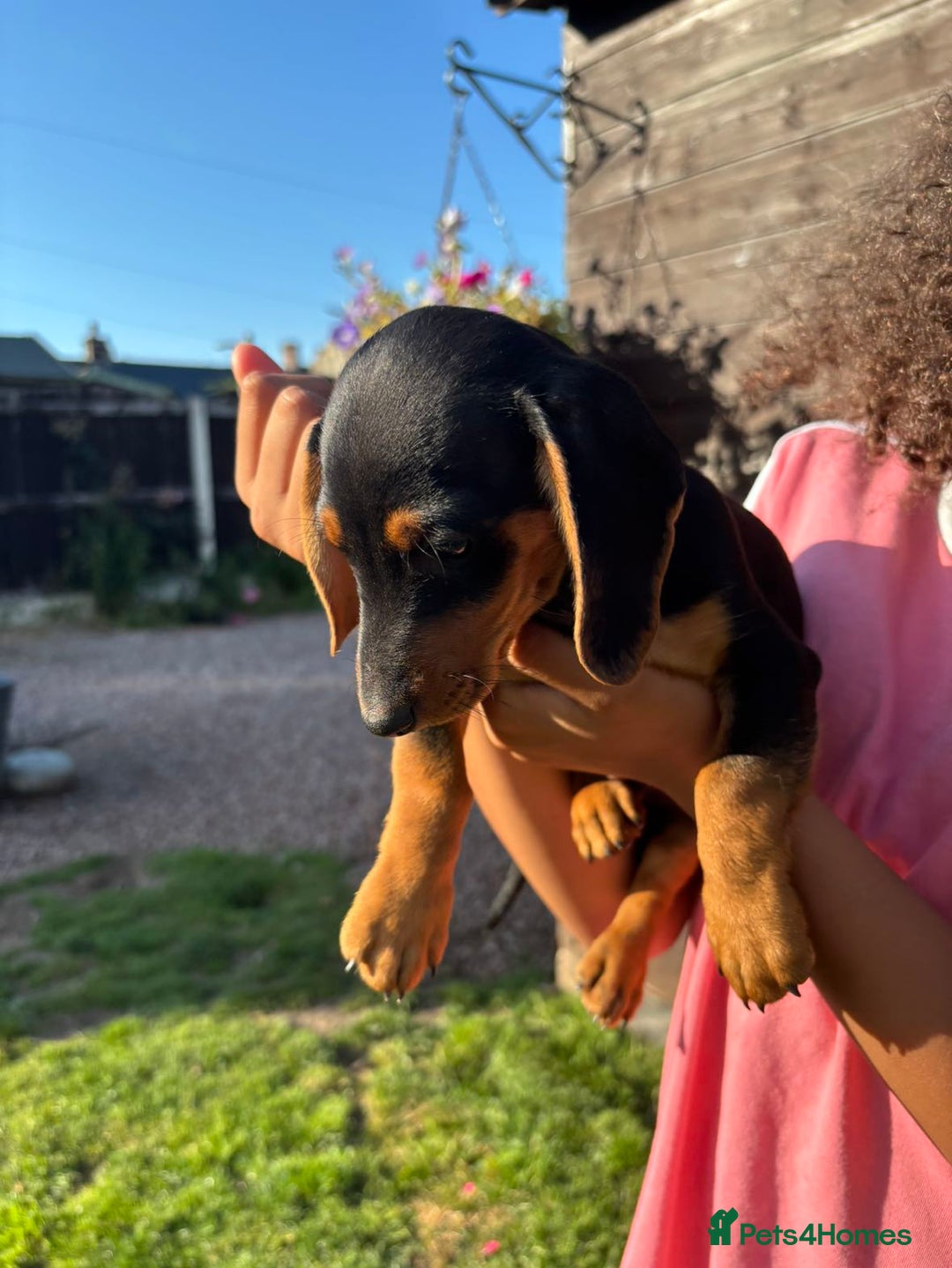 Dachshund dogs for sale: Gorgeous little Dachshund pups - Image 11