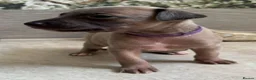 Whippet dogs for sale: The most precious! Kc wippets 🐶 boys & girls   - Advert 26