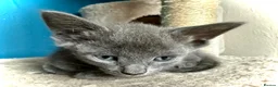 Mixed Breed cats for sale: Beautiful Litter of Playful Kittens, Siamese Cross - Advert 5