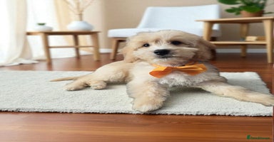 Goldendoodle dogs - Advert 9
