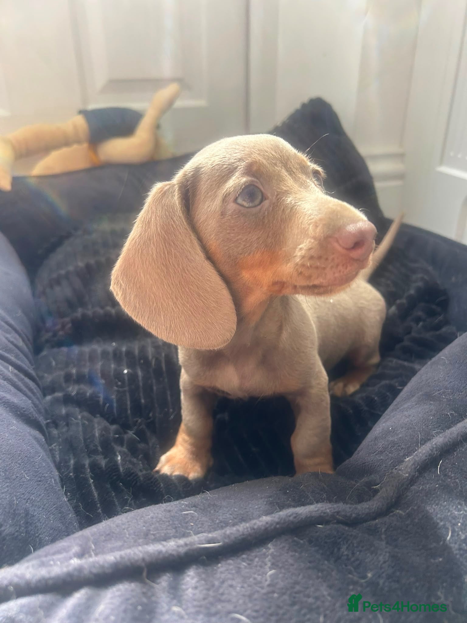 Miniature Dachshund dogs Stunning Isabella and tan male - Advert 7