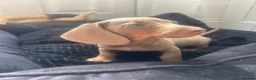 Miniature Dachshund dogs for sale: Stunning Isabella and tan male - Advert 3