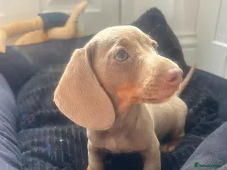 Miniature Dachshund dogs Stunning Isabella and tan male - Advert 7