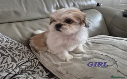 Shih Tzu dogs for sale: READY TO GO NOW Gorgeous Shih tzu puppies - Image 13