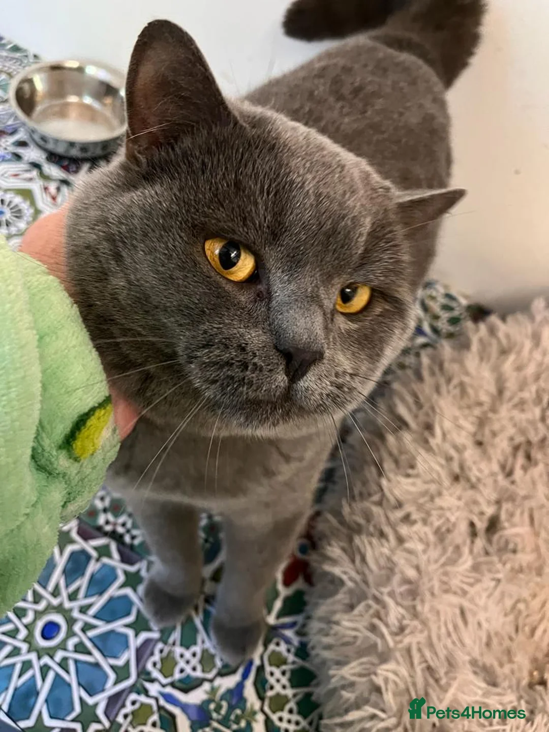 British Shorthair cats for stud: 🩶 British Shorthair Stud  in Alloa - Advert 3