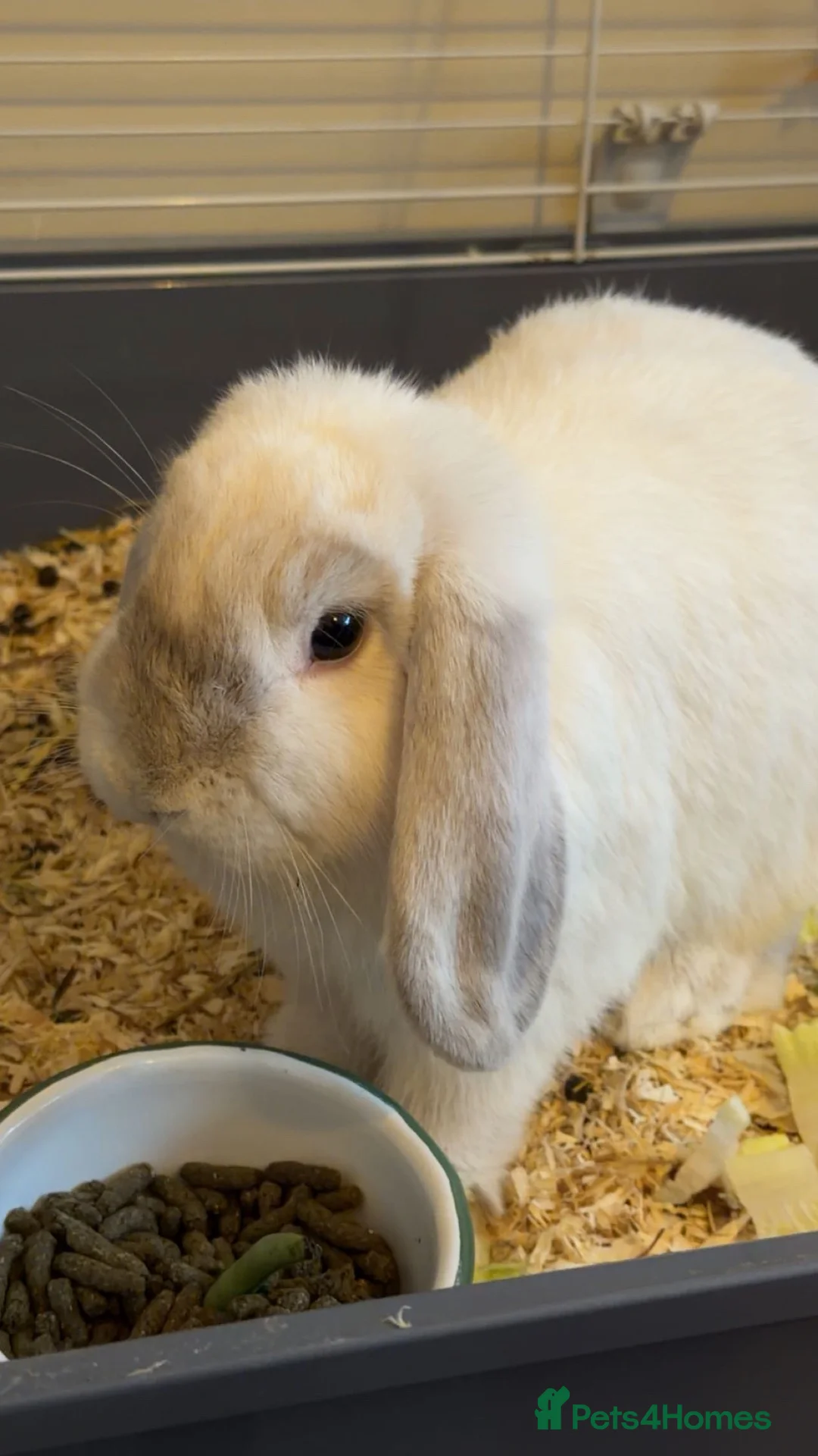 Mini Lop rabbits for sale: Two beautiful female rabbits in Birmingham - Advert 2