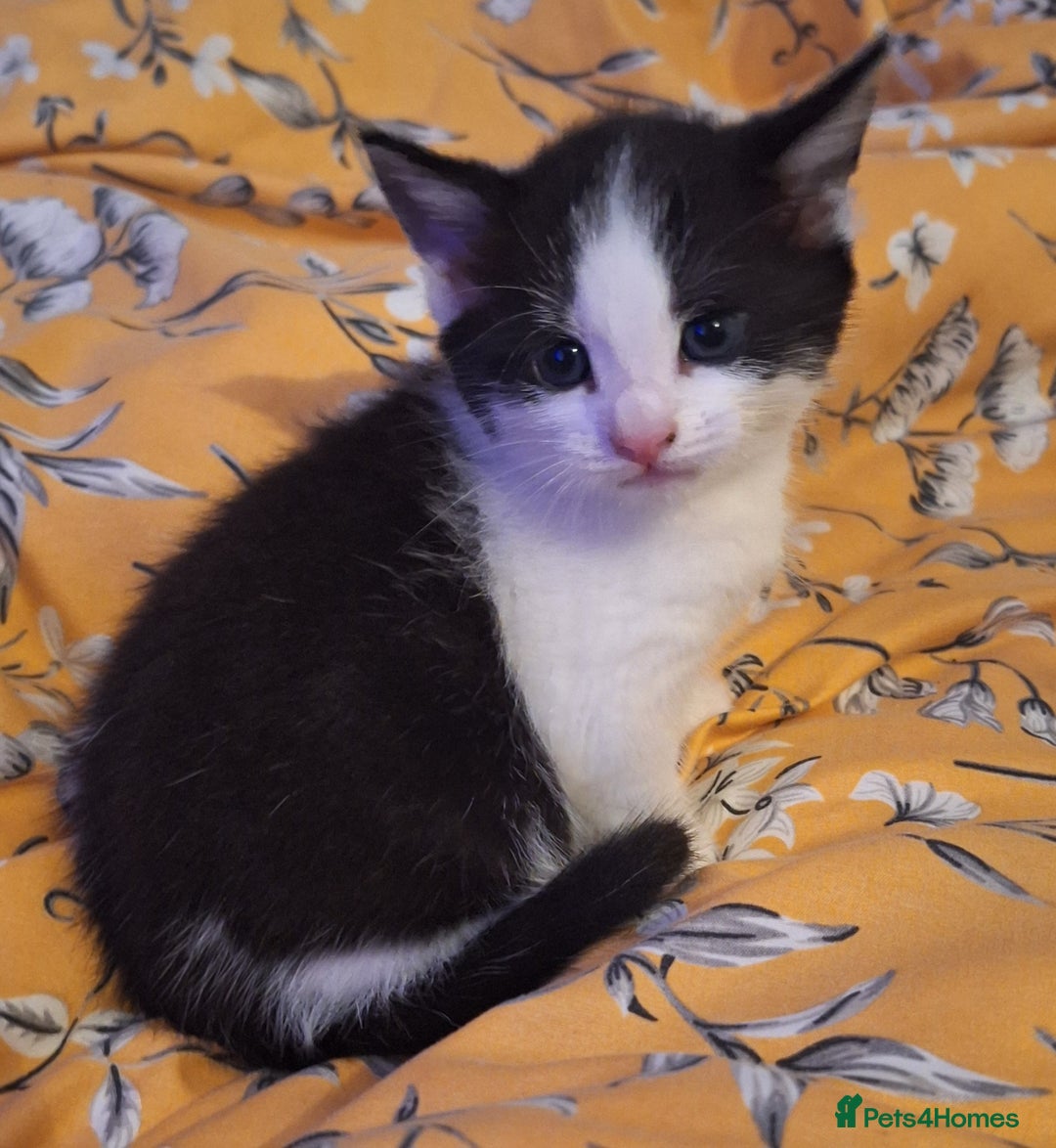 Mixed Breed cats for sale: Mixed Half Bengal kittens  - Advert 10