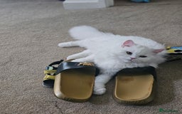 British Longhair cats for sale: British long hair cuddle friend beautiful soul - Image 3