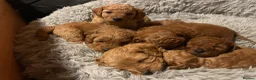 Cavapoo dogs for sale: Adorable F1b Cavapoo puppies - Advert 5