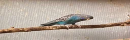 Budgerigars birds for sale: Pair of Black Face Budgies  - Advert 6