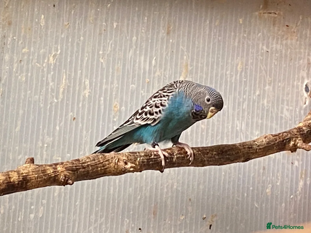 Budgerigars birds for sale: Pair of Black Face Budgies  - Advert 6