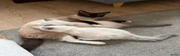 Siamese cats for sale: Siamese/ragdoll cross  in Rochdale - Advert 17
