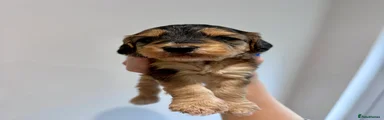 Cockapoo 2
