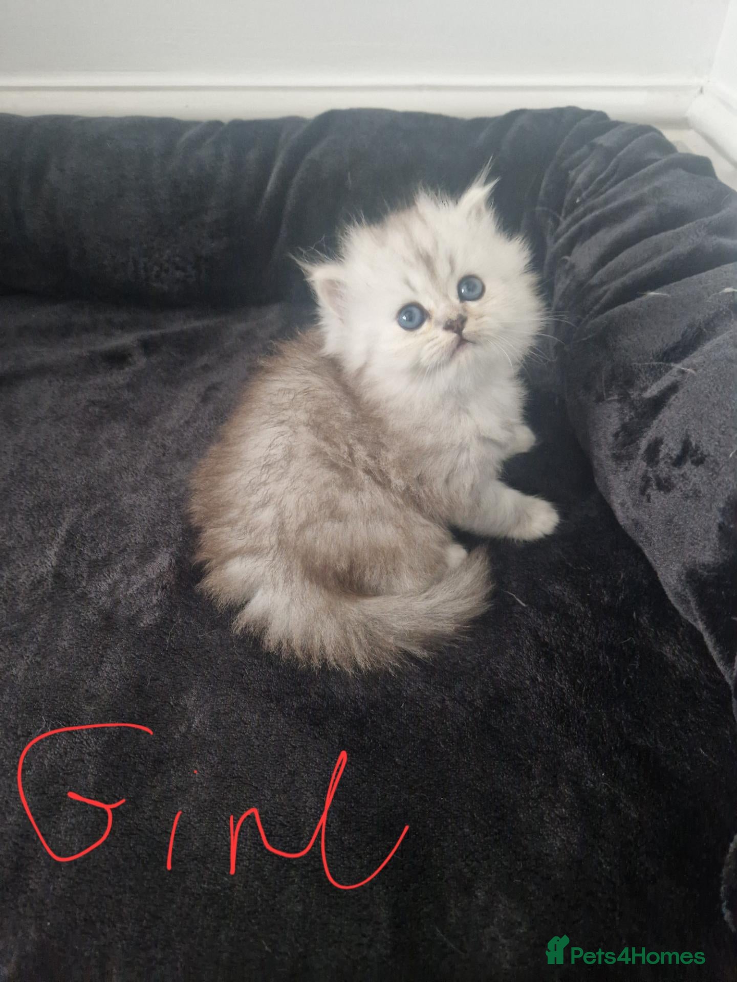 Persian cats Chinchilla Persian  - Advert 18