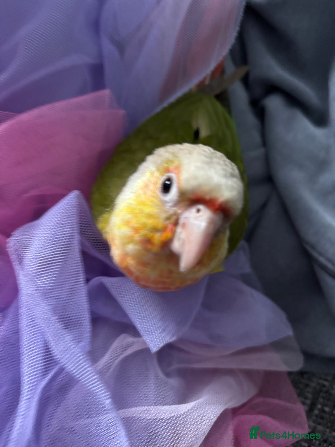 Conures birds for sale: 1 year old pineapple conure - Advert 5