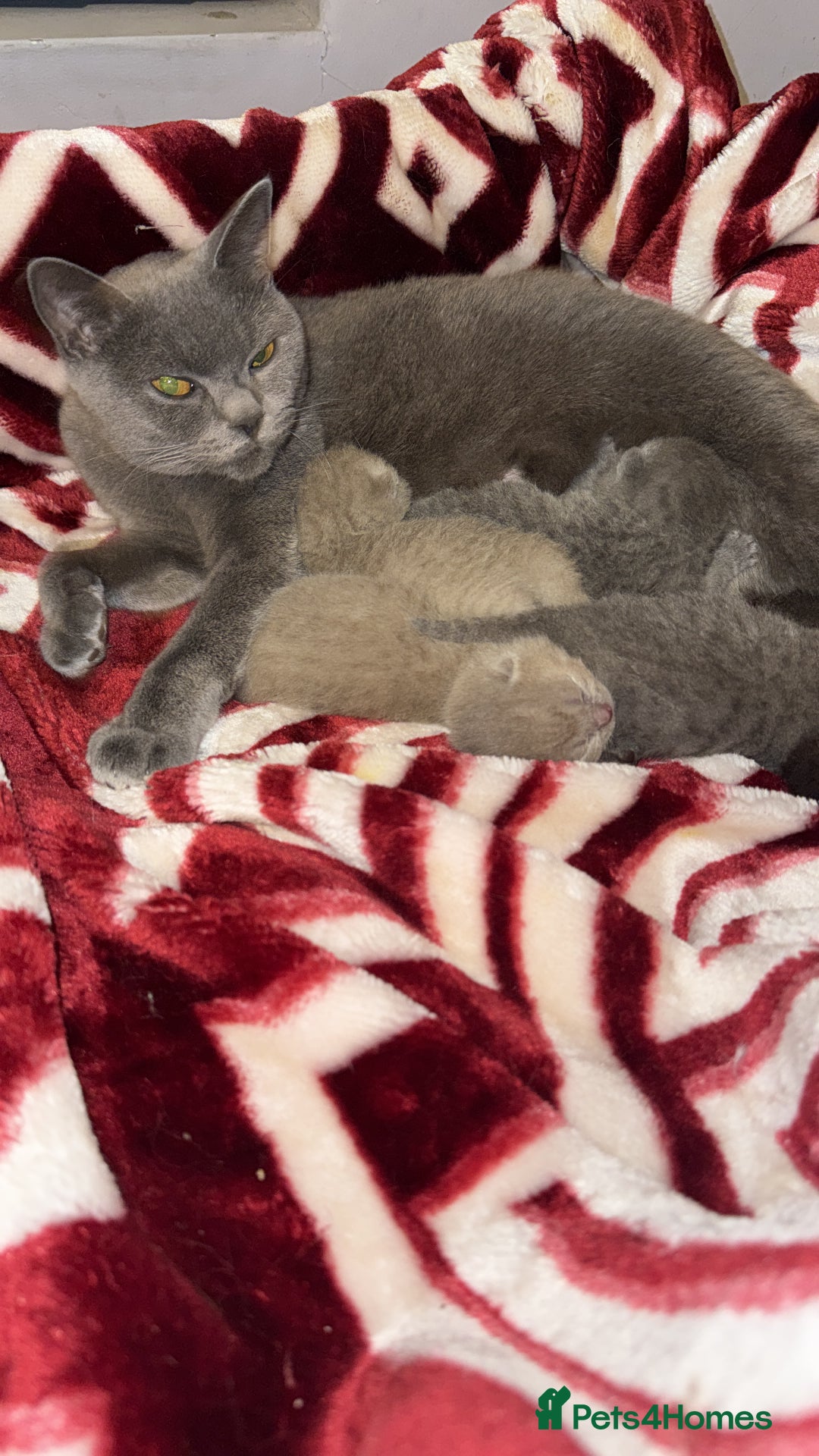 British Shorthair cats for sale: Four stunning British shorthair kittens  - Advert 1