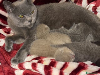 British Shorthair cats Four stunning British shorthair kittens - Advert 1