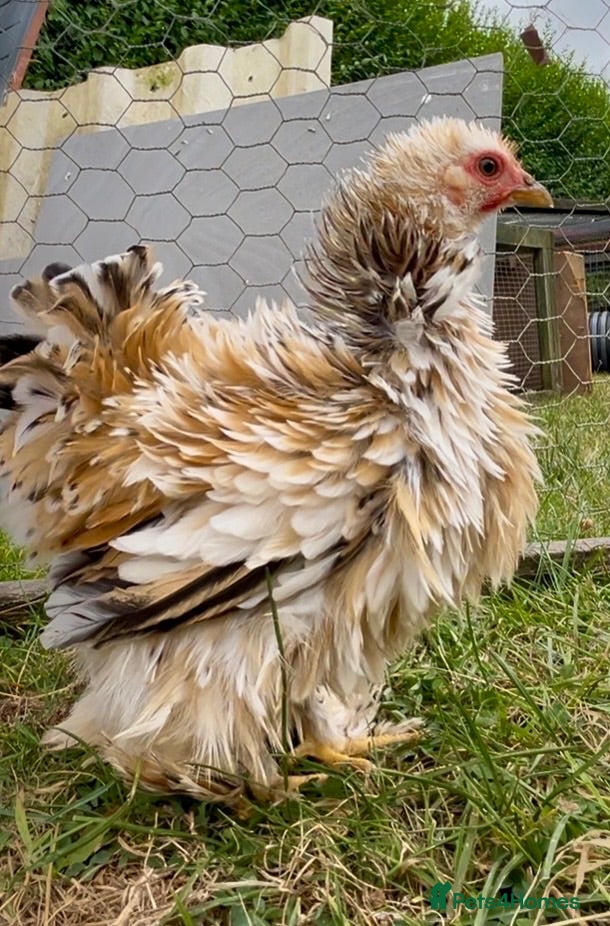Chickens poultry Millifleur bantams smooth/frizzle - Advert 1