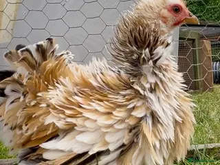 Chickens poultry Millifleur bantams smooth/frizzle - Advert 1