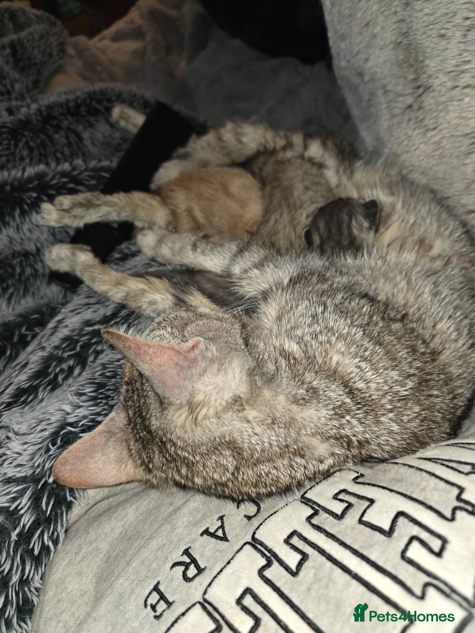 Mixed Breed cats 2 gorgeous bengal/tabby boys - Advert 1