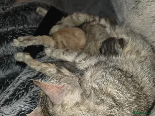 Mixed Breed cats 2 gorgeous bengal/tabby boys - Advert 1