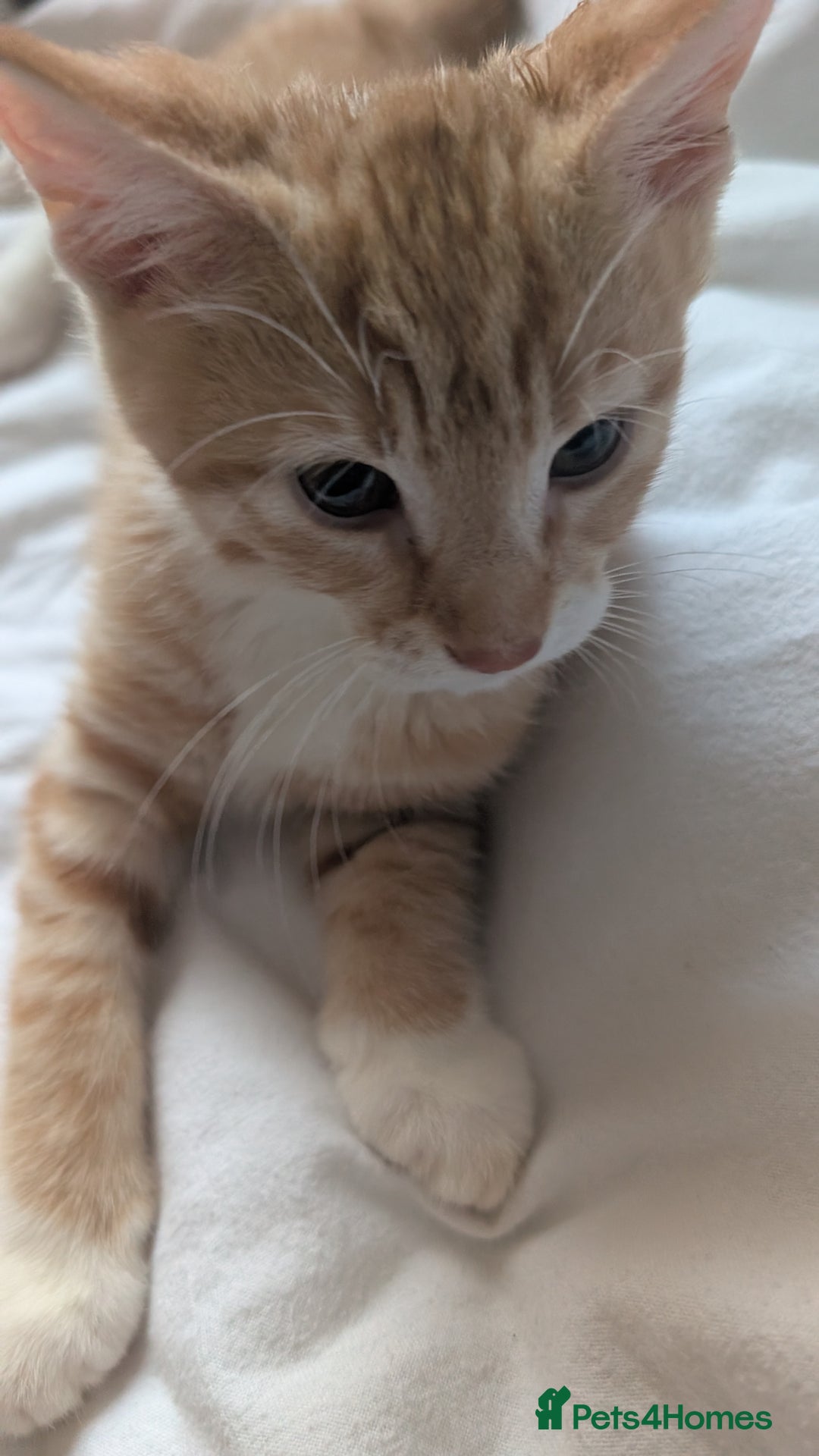 Mixed Breed cats for sale: Litter of 4 Kittens Ready for Their Forever Homes! - Advert 3