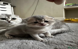 Scottish Fold cats for sale: Scottish Fold Boy - Image 6