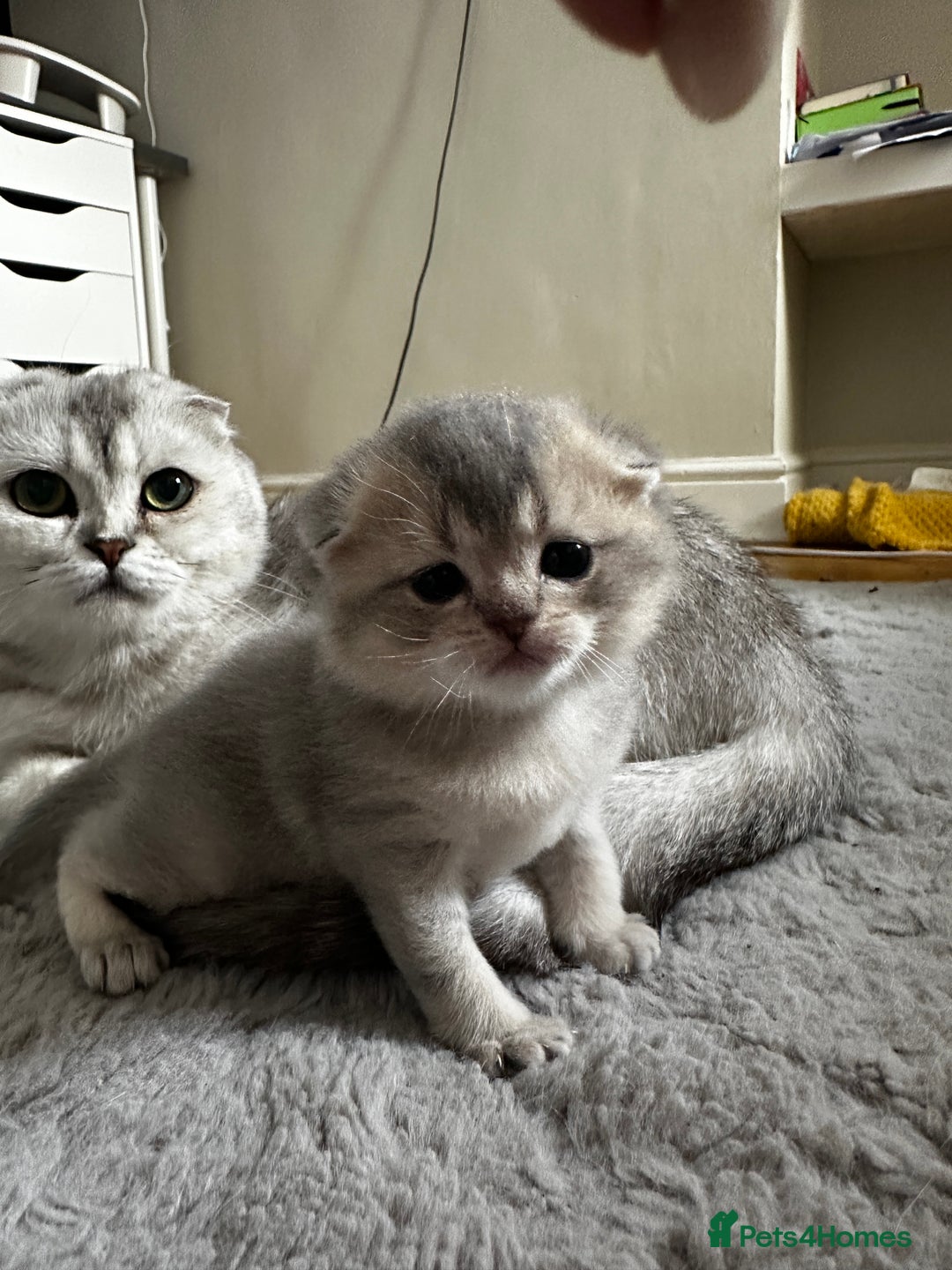 Scottish Fold cats for sale: Scottish Fold Boy - Image 6