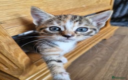 Mixed Breed cats for sale: Mixed breed kittens  - Image 1