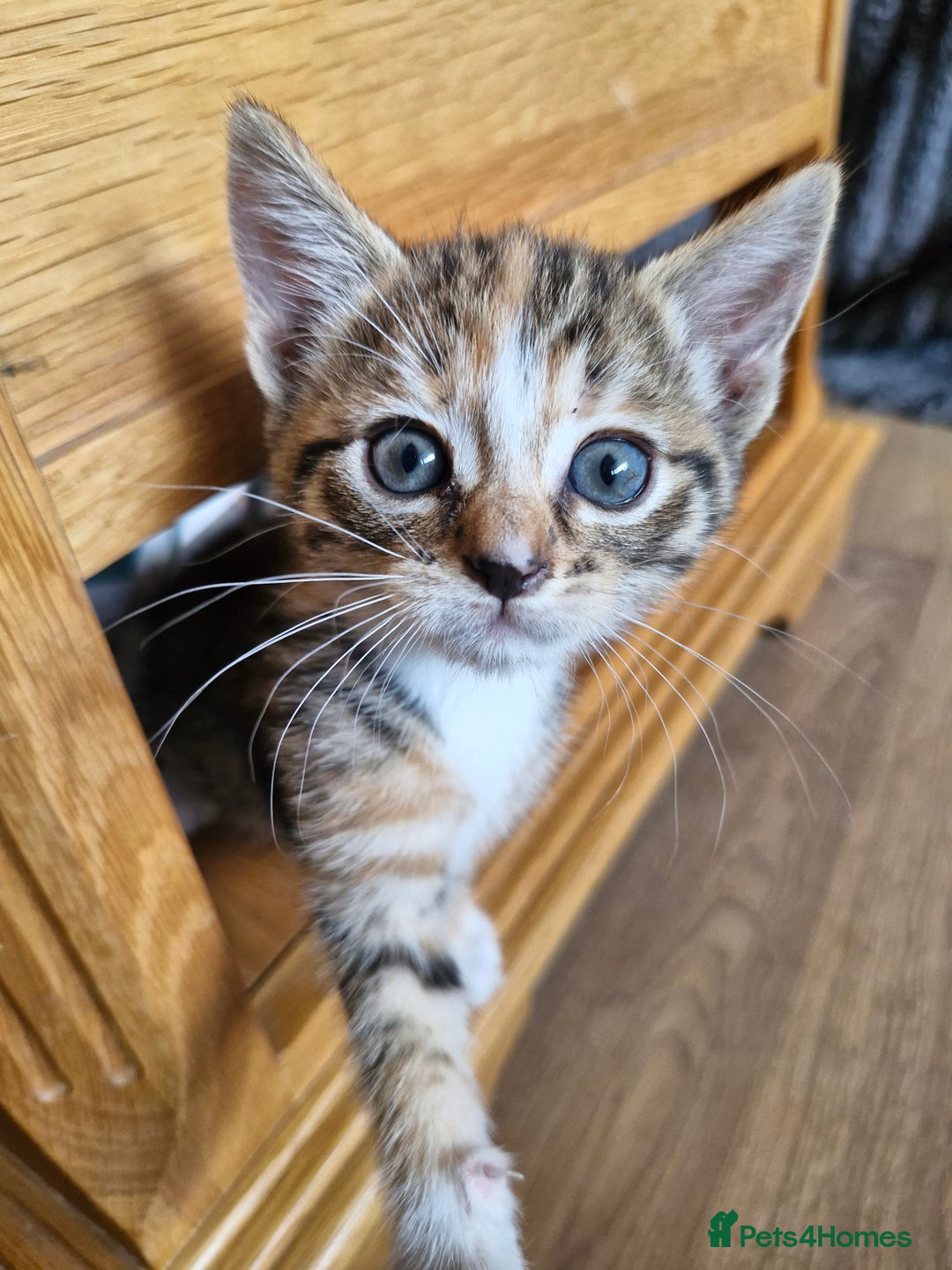 Mixed Breed cats for sale: Mixed breed kittens  - Image 1