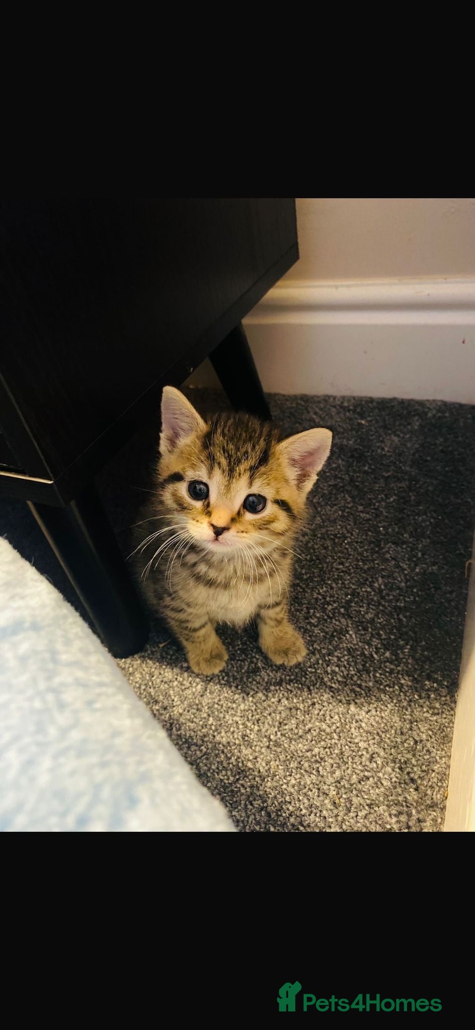 Mixed Breed cats 5 Gorgeous Bengal x kittens  - Advert 11
