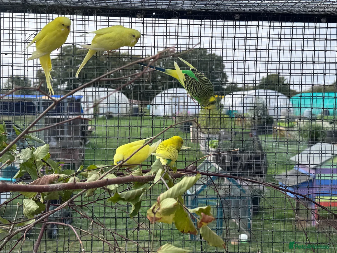 Budgerigars birds for sale: Budgies for sale in Ipswich - Advert 2