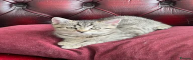 American Shorthair Kitten 2