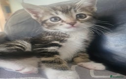 Mixed Breed cats for sale: 🐾 Emma & Bianca – Bengal Mix Sisters 🐾 - Image 2