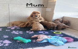 Cockapoo dogs for sale: F1 Cockapoo puppies - Advert 14