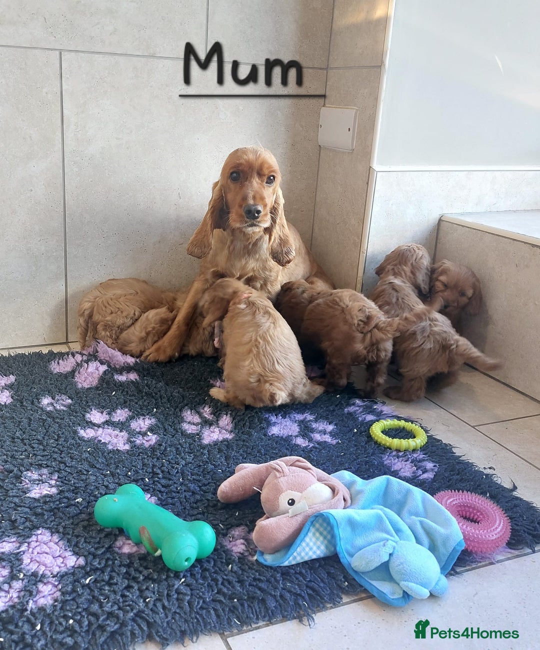 Cockapoo dogs for sale: F1 Cockapoo puppies - Advert 14