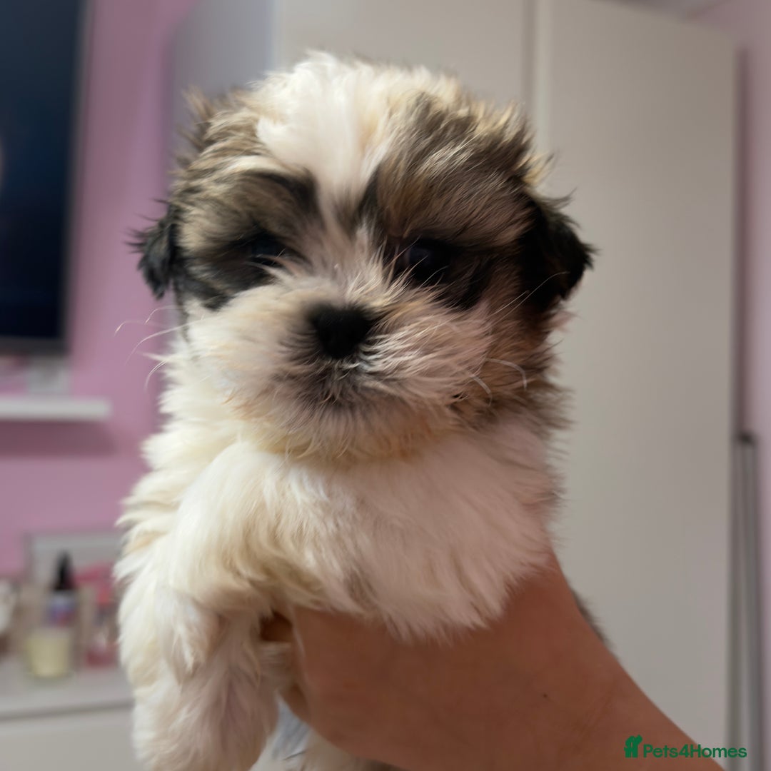 Mixed Breed dogs for sale: 3 Male puppies  - Advert 7