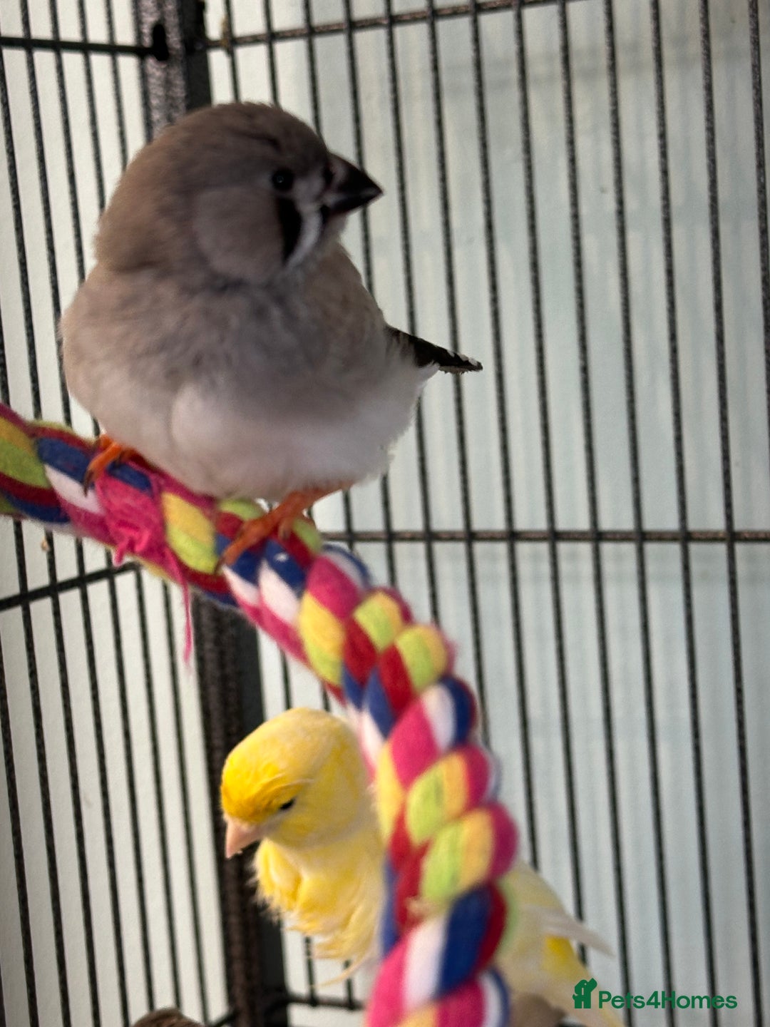 Finches birds for sale: Zebra finch babies for sale - Advert 1