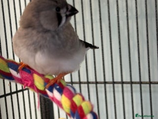 Finches birds Zebra finch babies for sale - Advert 1