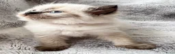 Ragdoll cats for sale: ❤️ Exceptional Lilac & Seal Point Ragdoll Kittens - Advert 32