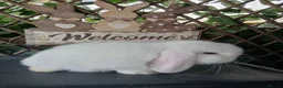 Mini Lop rabbits for sale: (ON HOLD) Beautiful purebred mini lop babies - Advert 9