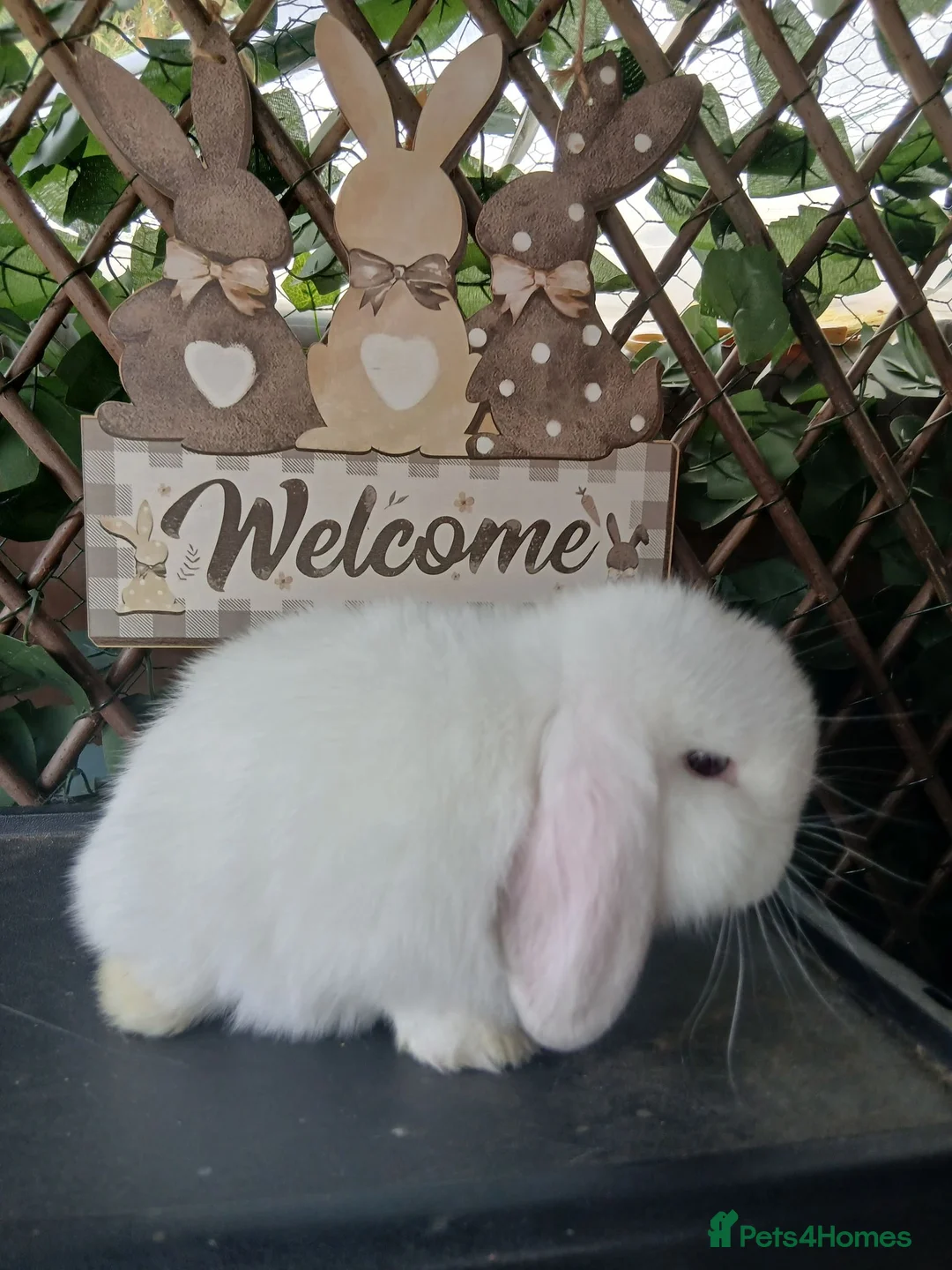 Mini Lop rabbits for sale: (ON HOLD) Beautiful purebred mini lop babies - Advert 9