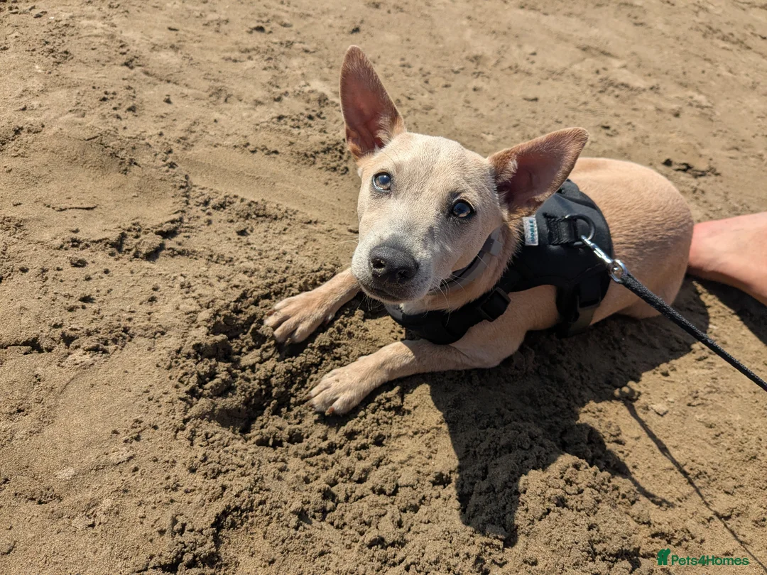 Patterjack dogs for sale: Lovely Patterjack Milo  in Neath - Advert 2