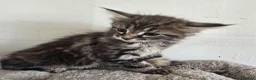 Maine Coon cats for sale: Beautiful Maine coon x - Advert 23