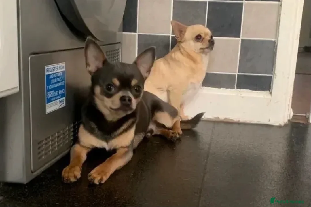 Chihuahua dogs for stud: Chihuahua stud (Romeo) in Sherborne - Advert 5
