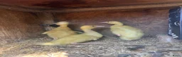Ducks poultry for sale: 5 Indian runner ducking for sale   - Advert 4